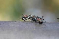 Polyrhachis lamellidens