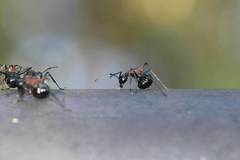 Polyrhachis lamellidens