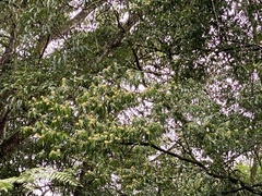 Symplocos setchuensis