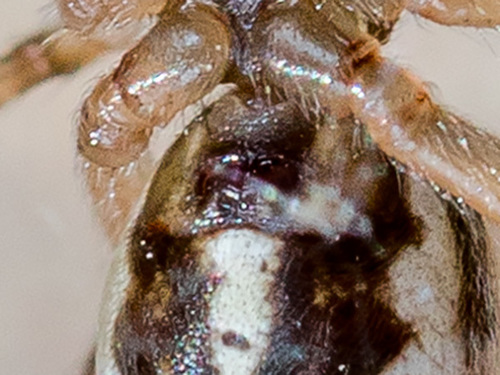 White-spotted False Widow