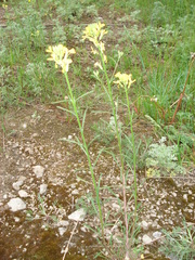 Erysimum canescens