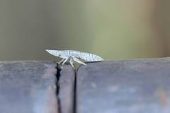 Ledropsis discolor