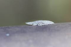 Ledropsis discolor