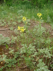 Erysimum canescens
