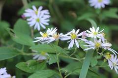 Aster microcephalus