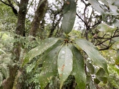 Quercus longinux