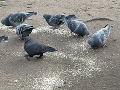 Columba livia domestica