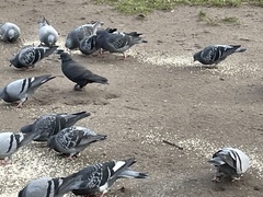Columba livia domestica
