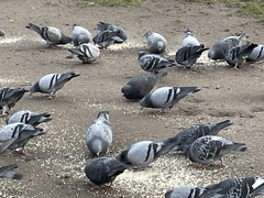 Columba livia domestica