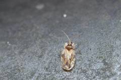 Uhlerites debilis