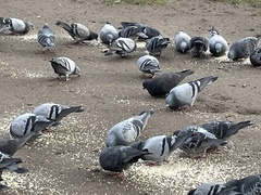 Columba livia domestica