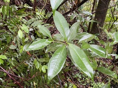 Pyrenaria microcarpa