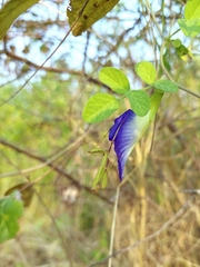 Hierodula tenuidentata