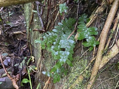 Arthropteris palisotii