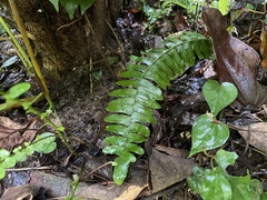 Arthropteris palisotii