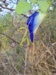 Hierodula tenuidentata