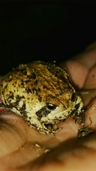 Breviceps rosei rosei