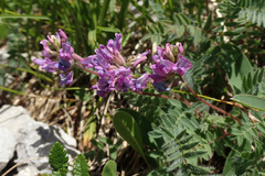 Oxytropis neglecta