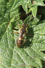 Nomada leucophthalma