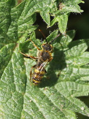 Nomada leucophthalma