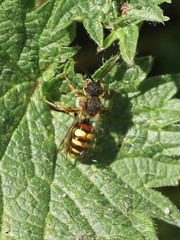 Nomada leucophthalma
