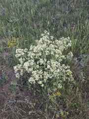Crambe aspera
