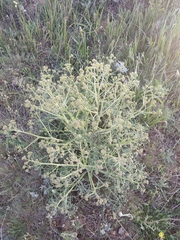 Crambe aspera