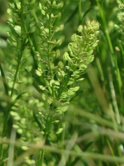 Lepidium austrinum