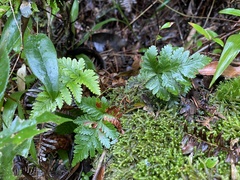 Davallia repens