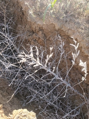 Echium italicum biebersteinii
