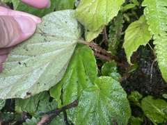 Begonia pinglinensis