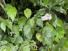 Begonia pinglinensis