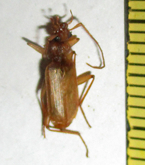 Eunostus