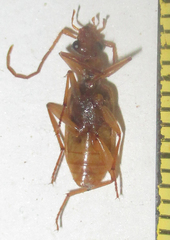 Eunostus