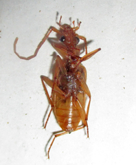 Eunostus