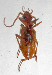 Eunostus