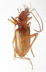 Eunostus