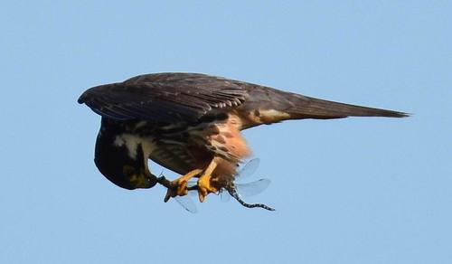 Alcotán europeo (Falco subbuteo)