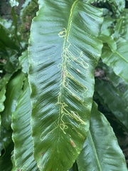 Phytomyza scolopendri