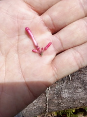 Odontonema glaberrimum