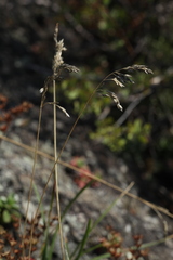 Poa tianschanica