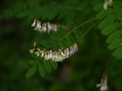 Astragalus chlorostachys