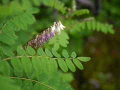Astragalus chlorostachys