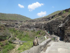 Semnopithecus entellus