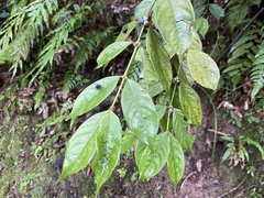 Lasianthus hispidulus