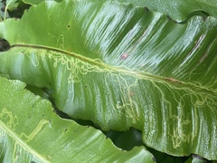 Phytomyza scolopendri