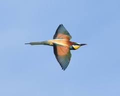Merops apiaster