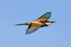 Merops apiaster