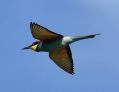 Merops apiaster