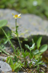 Anemonastrum speciosum